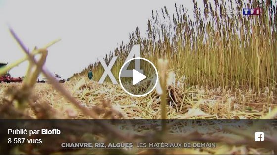 [VIDÉO] Biofib et le chanvre au JT de TF1