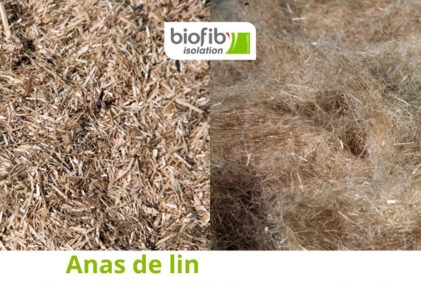 Anas et fibres de lin