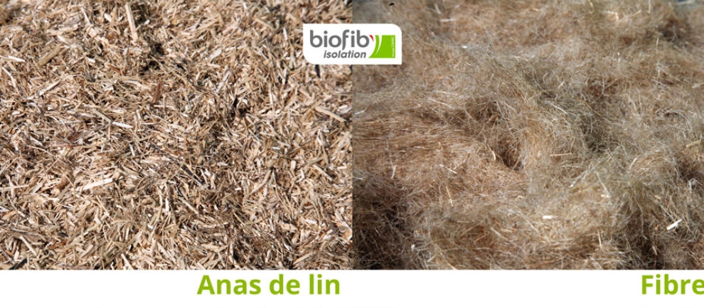 Anas et fibres de lin