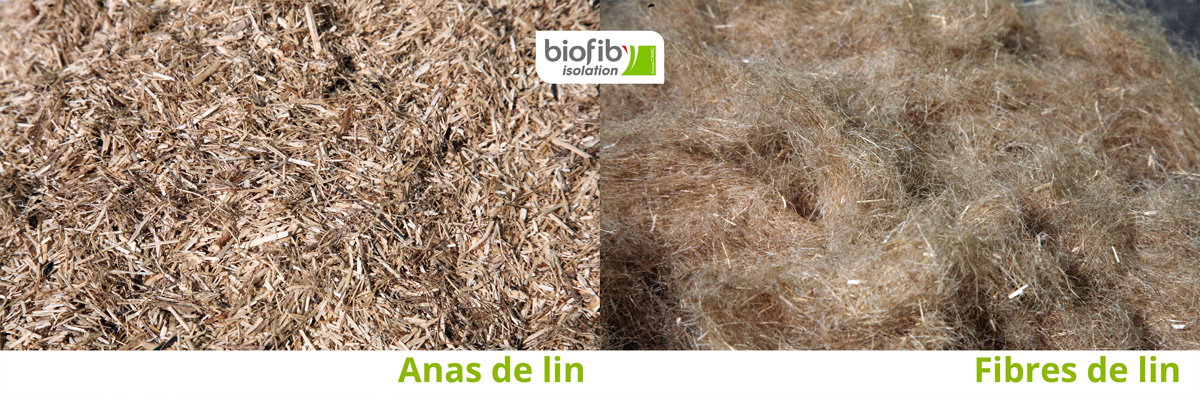 Anas et fibres de lin