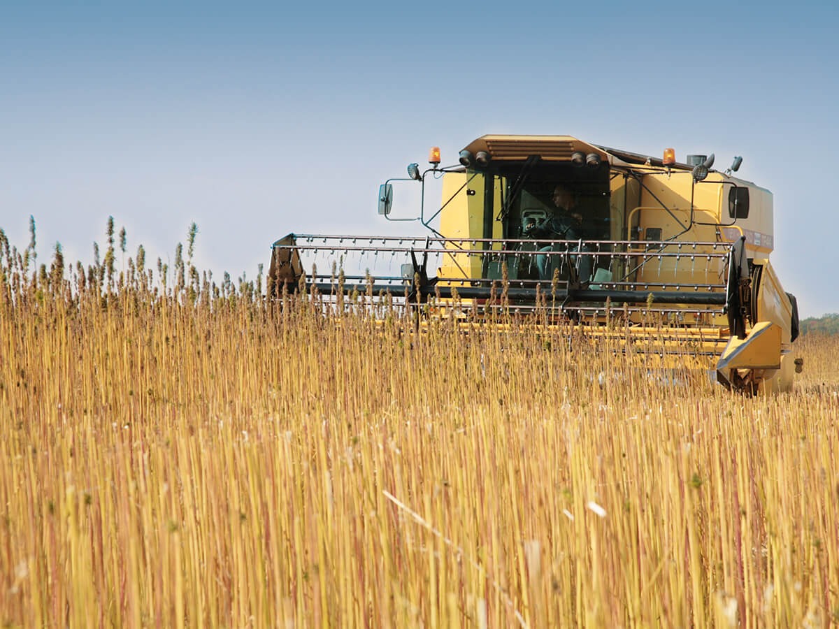 Une filière coopérative du champ au chantier, unique au monde