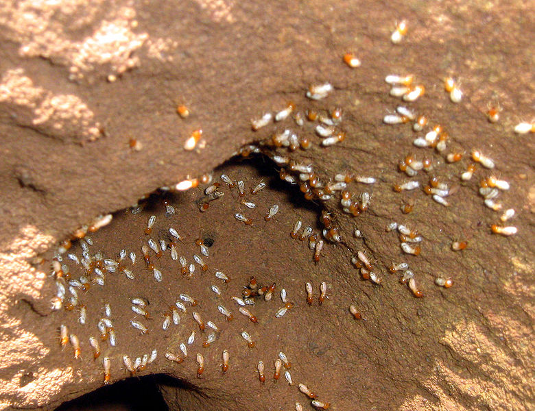 L’isolation biosourcée : une barrière naturelle contre l’invasion des mites et termites